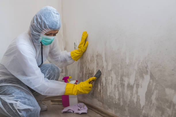 Best Office Mold Removal Services  in Prosperity, WV