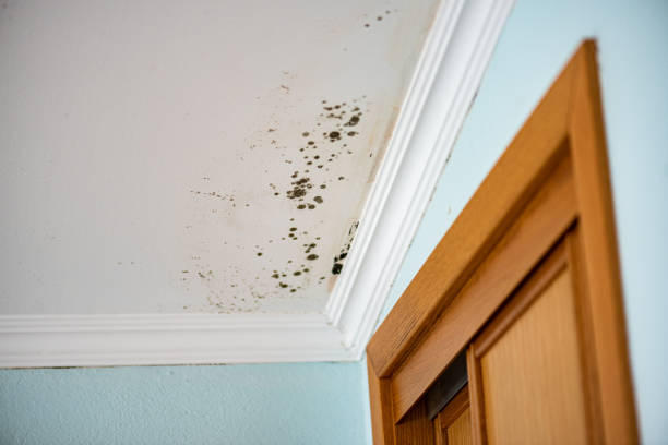 Best Black Mold Removal  in Prosperity, WV