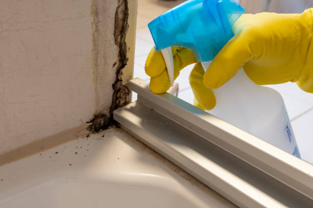 Best Emergency Mold Removal  in Prosperity, WV