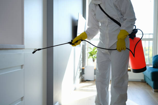 Best Local Mold Removal Service  in Prosperity, WV