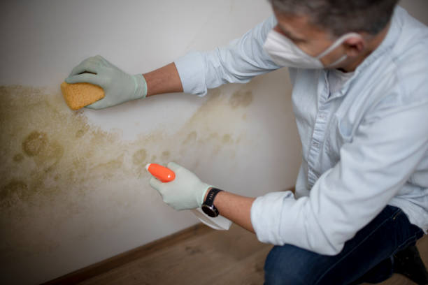 Best Best Mold Removal Companies  in Prosperity, WV