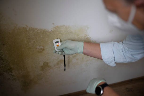 Best Same-Day Mold Removal  in Prosperity, WV