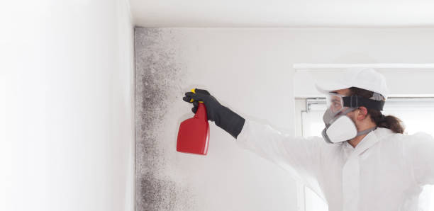 Best Mold Removal Specialists  in Prosperity, WV