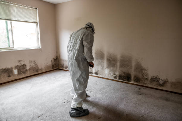 Best Crawl Space Mold Removal  in Prosperity, WV