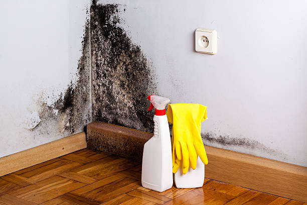 Best Professional Mold Removal  in Prosperity, WV