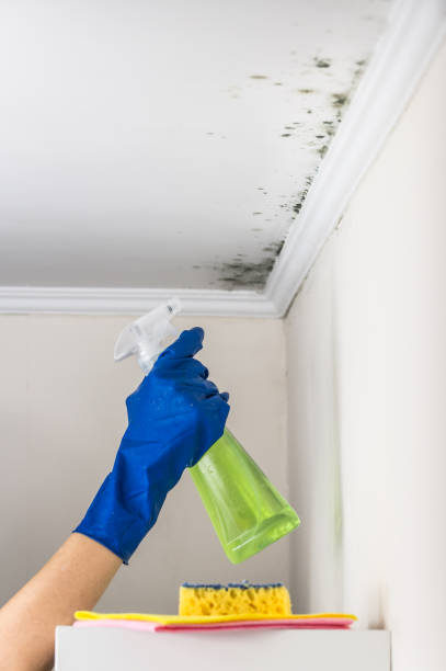 Best Mold Removal Specialists  in Prosperity, WV